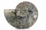 Cut & Polished Ammonite Fossil (Half) - Madagascar #362363-1